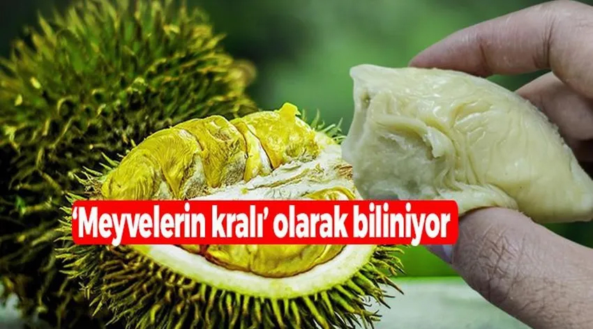 Durian meyvesi demir ihtiyacını bir günde karşılıyor