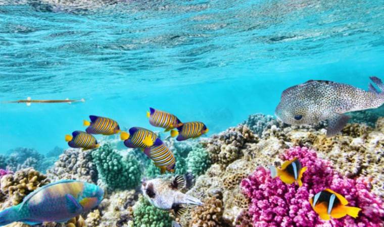 Avustralya’daki mercan adaları yok olma tehlikesi altında