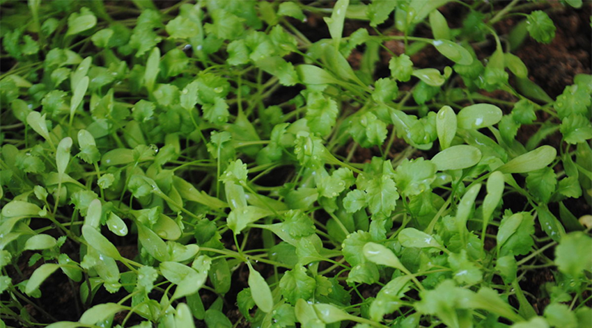 Tere tüketmek neden önemli!