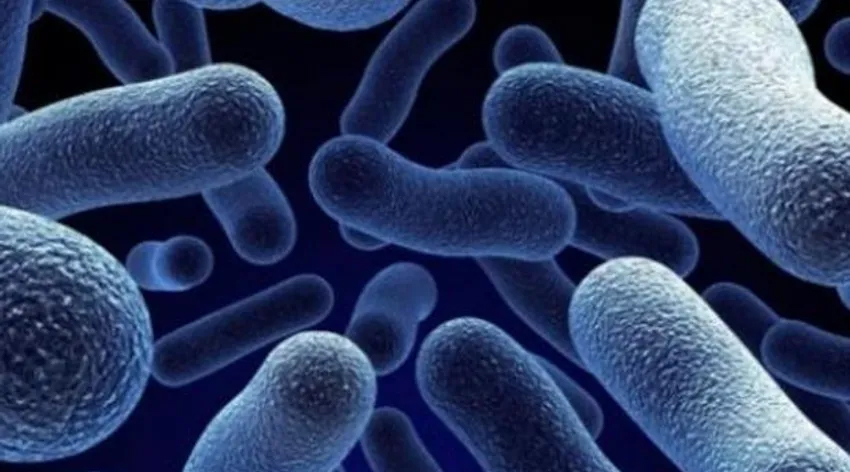 ABD ve Kanada’da salmonella alarmı!