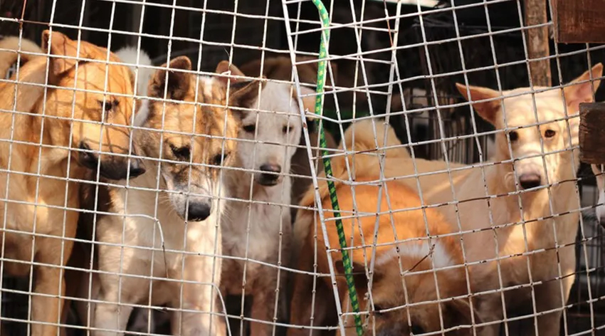 Güney Kore’de köpek eti ticareti kararı!
