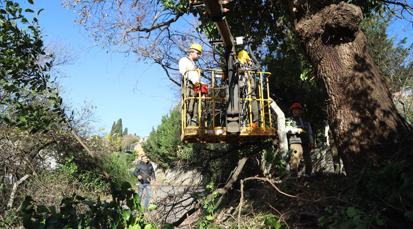Kartal’da asırlık ağaçlara özel bakım yapıldı