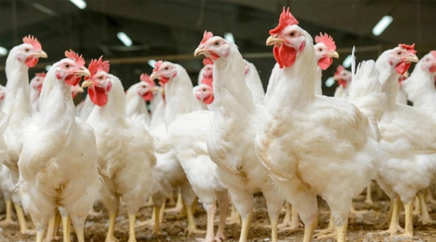 Banvit ve  Erpiliç’e soruşturma!