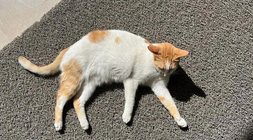 Kedi Eros’tan sonra “Faruk” mu?