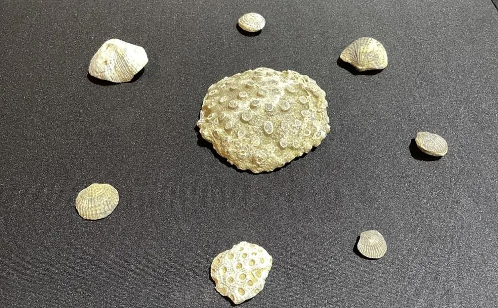 Evinde 10 milyon yıl öncesine ait fosil bulundu