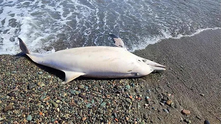 Trabzon’da sahile ölü yunus vurdu