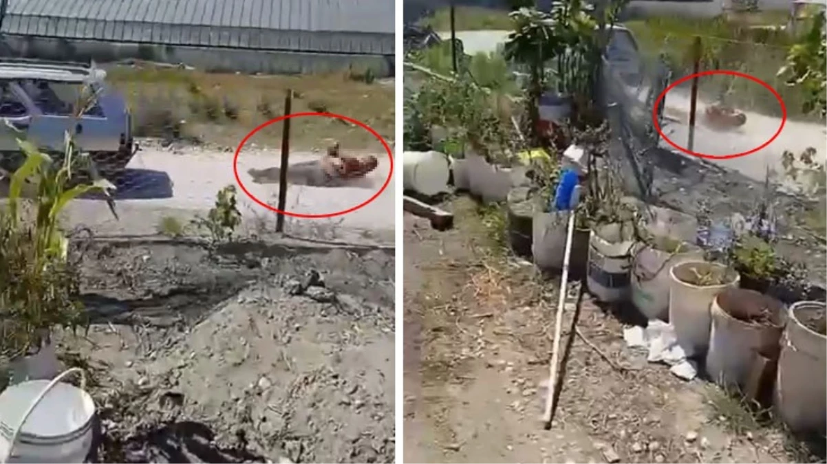 Dehşete düşüren görüntü Türkiye’den!