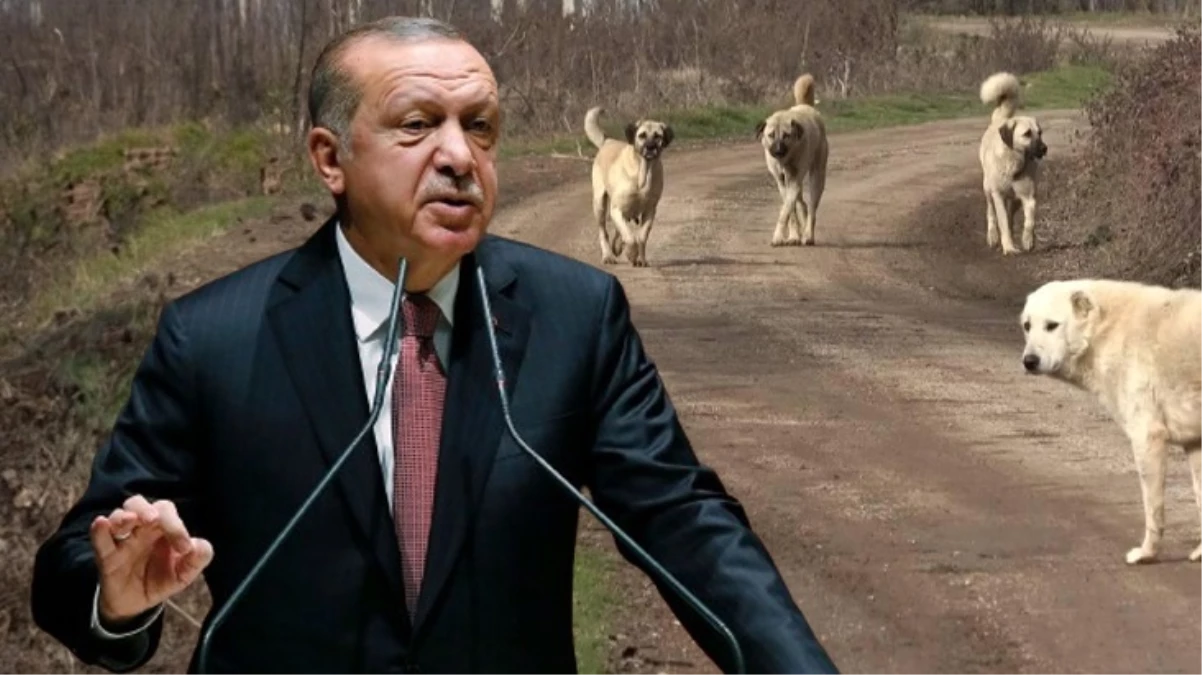 Erdoğan’dan sokak hayvanları ile ilgili şok iddia!