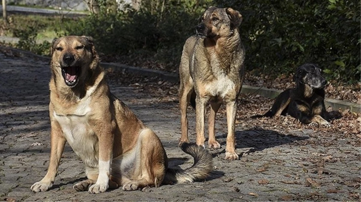Güler: Kuduz tehlikesi olan hayvanlar uyutulacak
