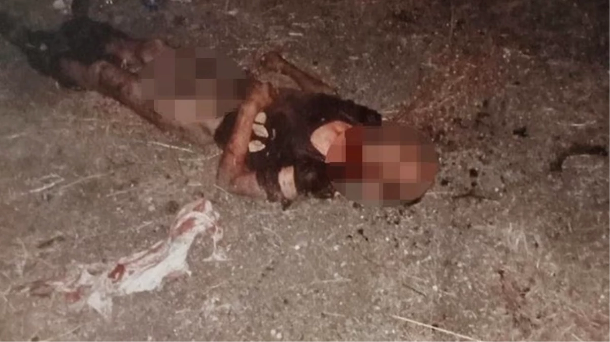 Ayhan Özçelik’i sokak köpekleri parçaladı