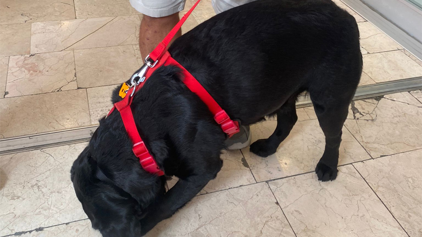 İstanbul’da bir AVM’de evcil köpek krizi