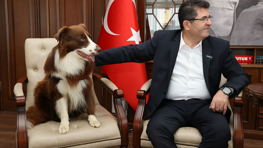 Çekmeköy Belediyesi’nden sokak hayvanları için önemli adım