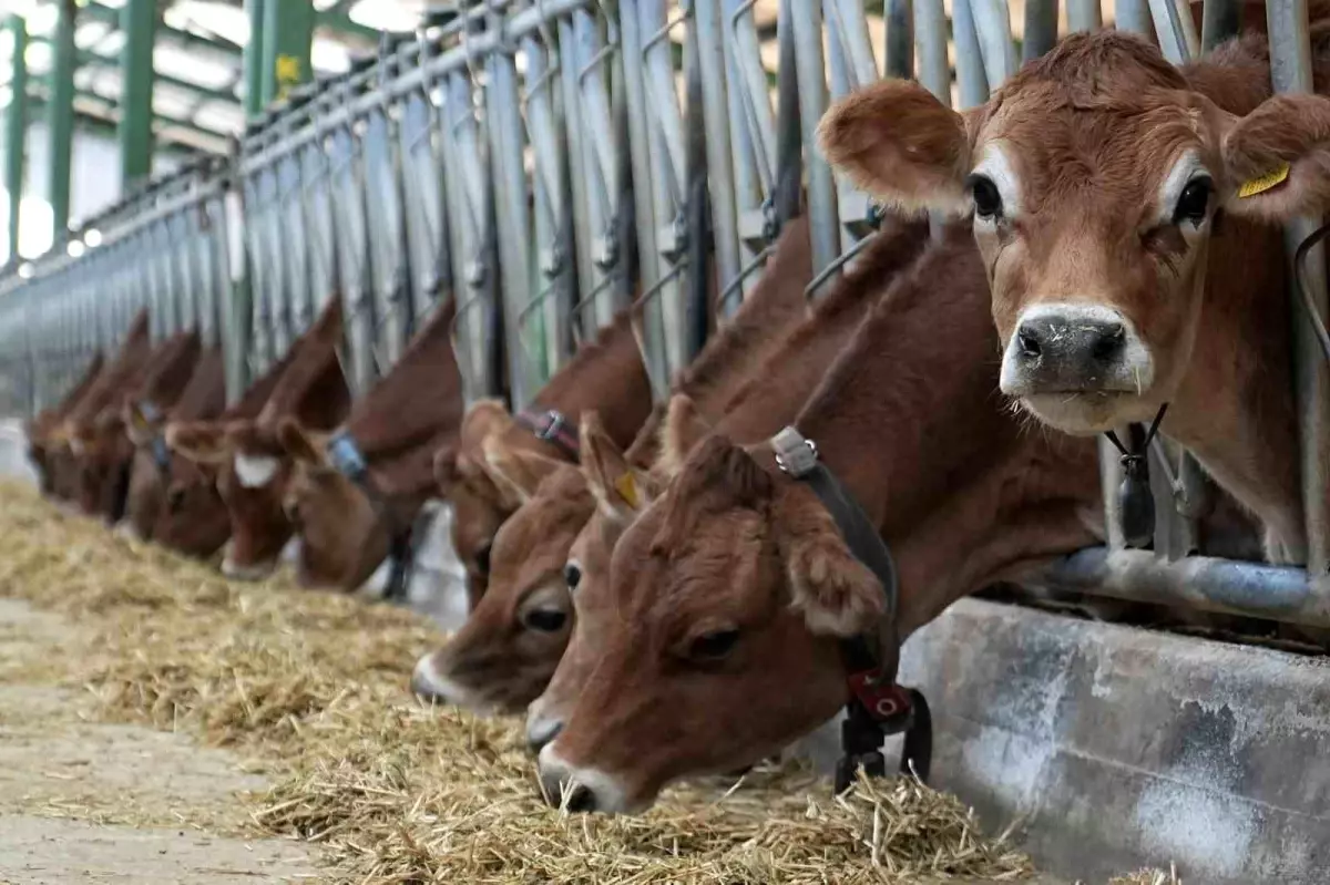 Türkiye’ye gelen etlerde büyük tehlike!
