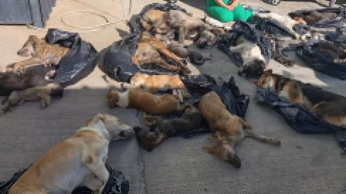 Gebze Belediyesi bakım merkezinde katliam!