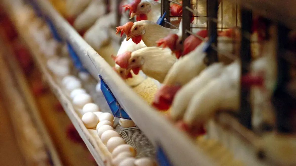 Türkiye’de kuş gribi vakaları yayılıyor