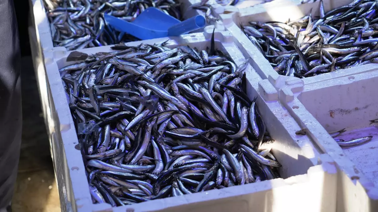 Hamsinin kilosu 100 TL’den kapış kapış gidiyor