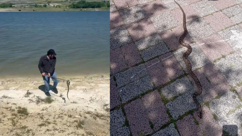 İstanbul’da havalar ısındı, yılanlar ortaya çıktı