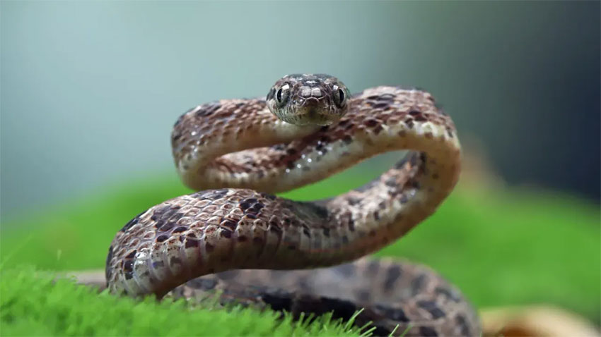 İstanbul Pendik’te zehirli yılan kabusu!