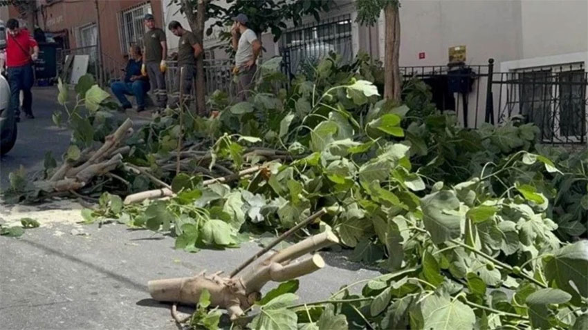 İstanbul’da fırtına ağaçları devirdi: 3 yaralı