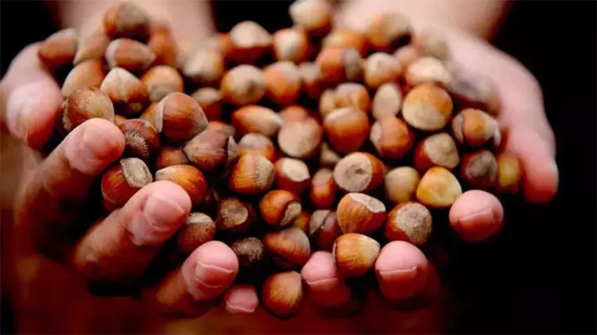 Fındık üreticisi ne yapacağın şaşırdı!