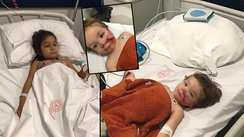 Ankara’da 2 kardeşe saldıran pitbull yakalandı