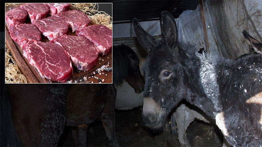 Vatandaşa at eşek eti yedirmişler!