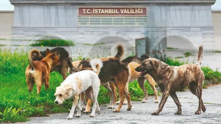 İstanbul Valiliği’nden belediyelere köpek talimatı