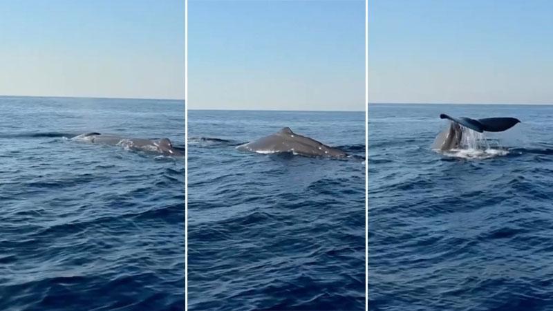 Alanya sahilinde balina görüntülendi