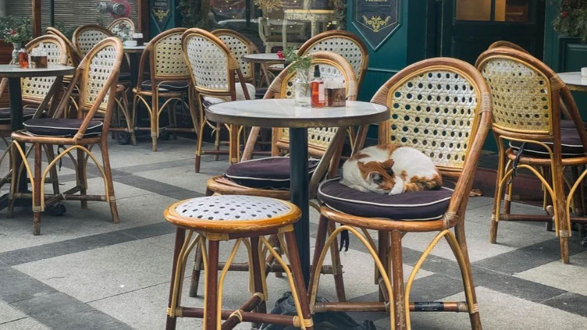 Restoran ve kafelerde evcil hayvan yasağı